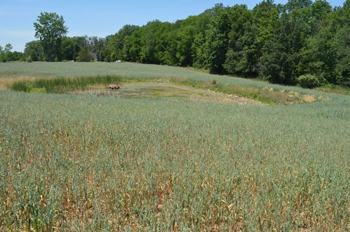Property photo 49 - 21 Acre Modern Country Estate